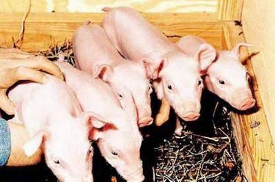 The world's first pigs cloned by robotic instrument born in Tianjin -  