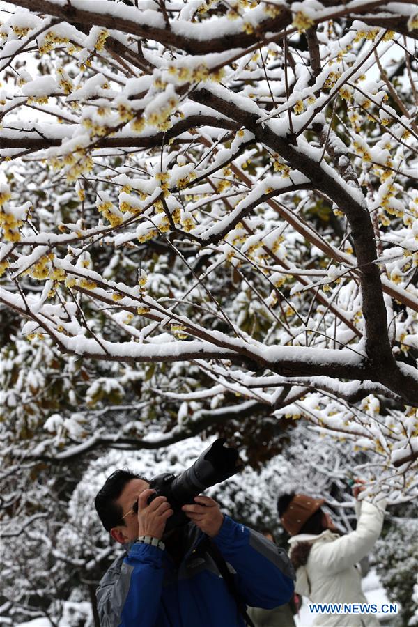 snow-covered plum blossoms in shanghai