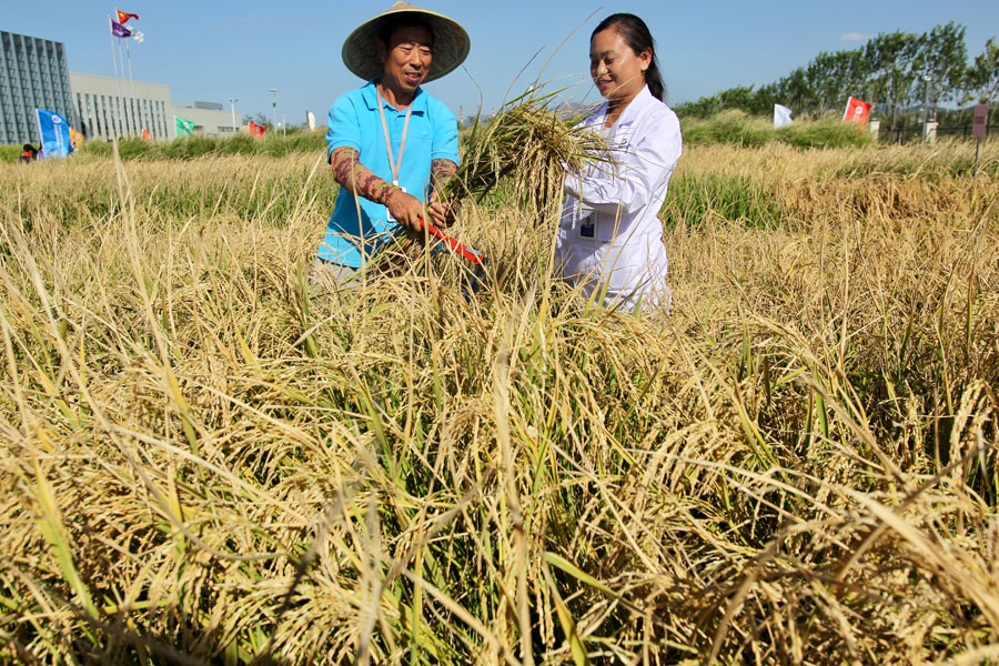 Rice study finds great genetic diversity