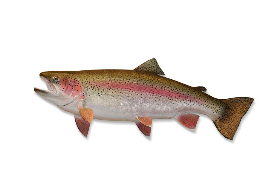 say labels should identify salmon and trout