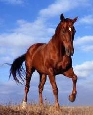 汉语里与“马”有关的成语英文表达