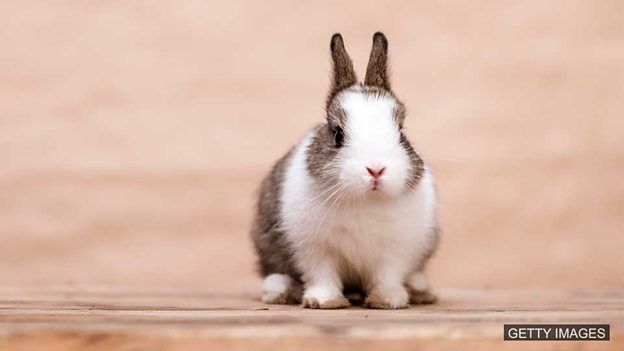 Learning English: Today’s Phrase – happy bunny: Images/Getty