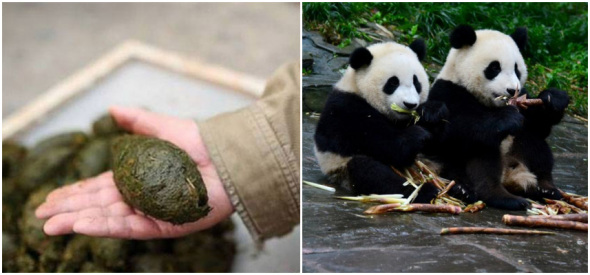 Combo photo of panda's excrement and pandas.