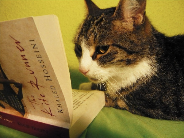 cat reading 的图像结果