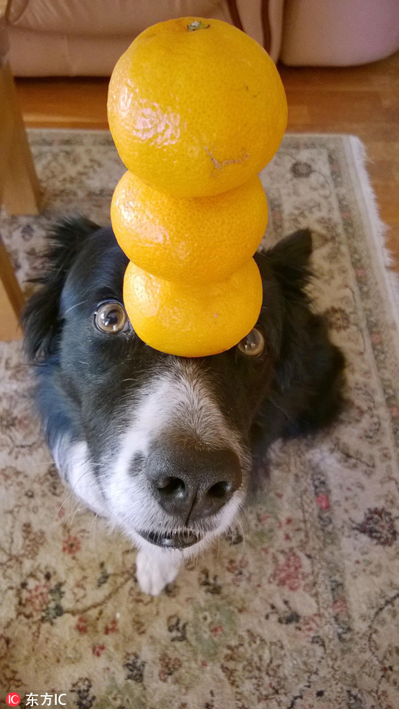 一只狗两个橙子猜成语_两个橙子图片