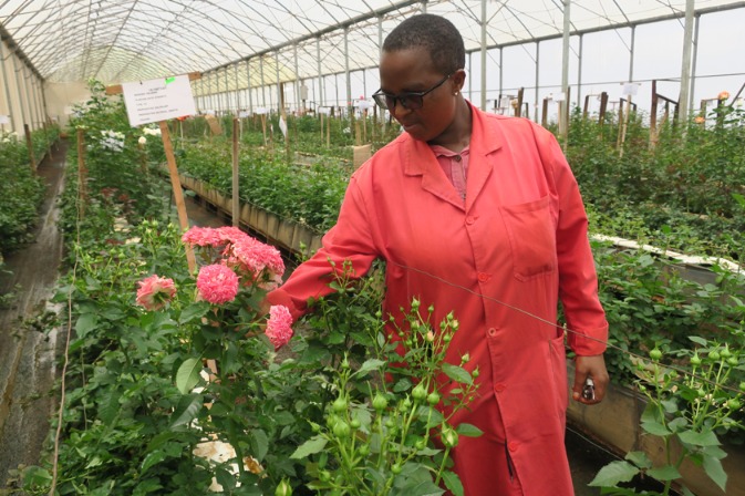 Kenia poimi puutarhastaan ​​18 kukkaa