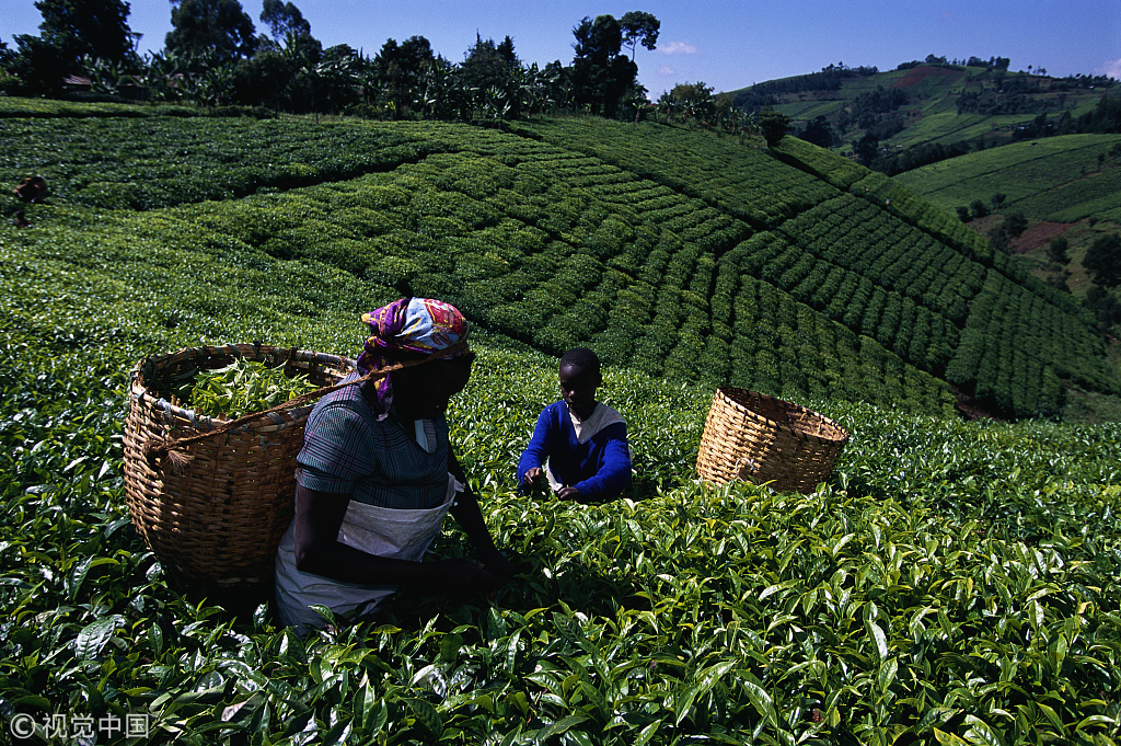 kenya coffee