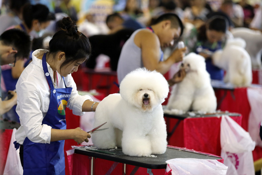 what is the most popular pet in china