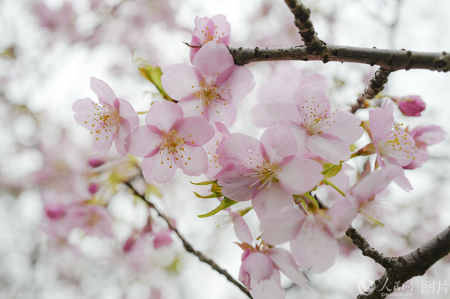 Early cherry blossoms in Shanghai