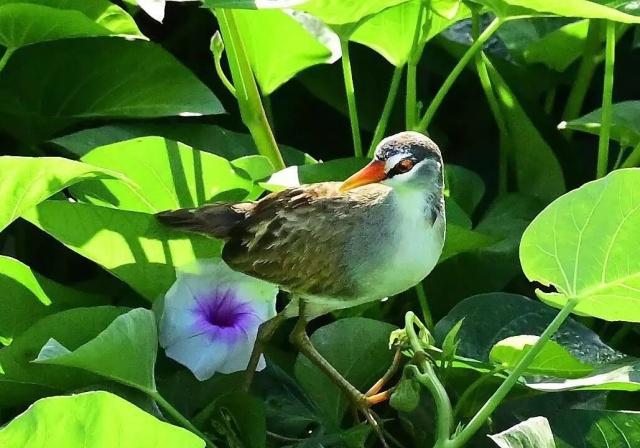 Rare bird species spotted on Chinese tropical island - Chinadaily