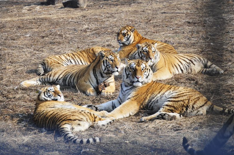 group of siberian tigers