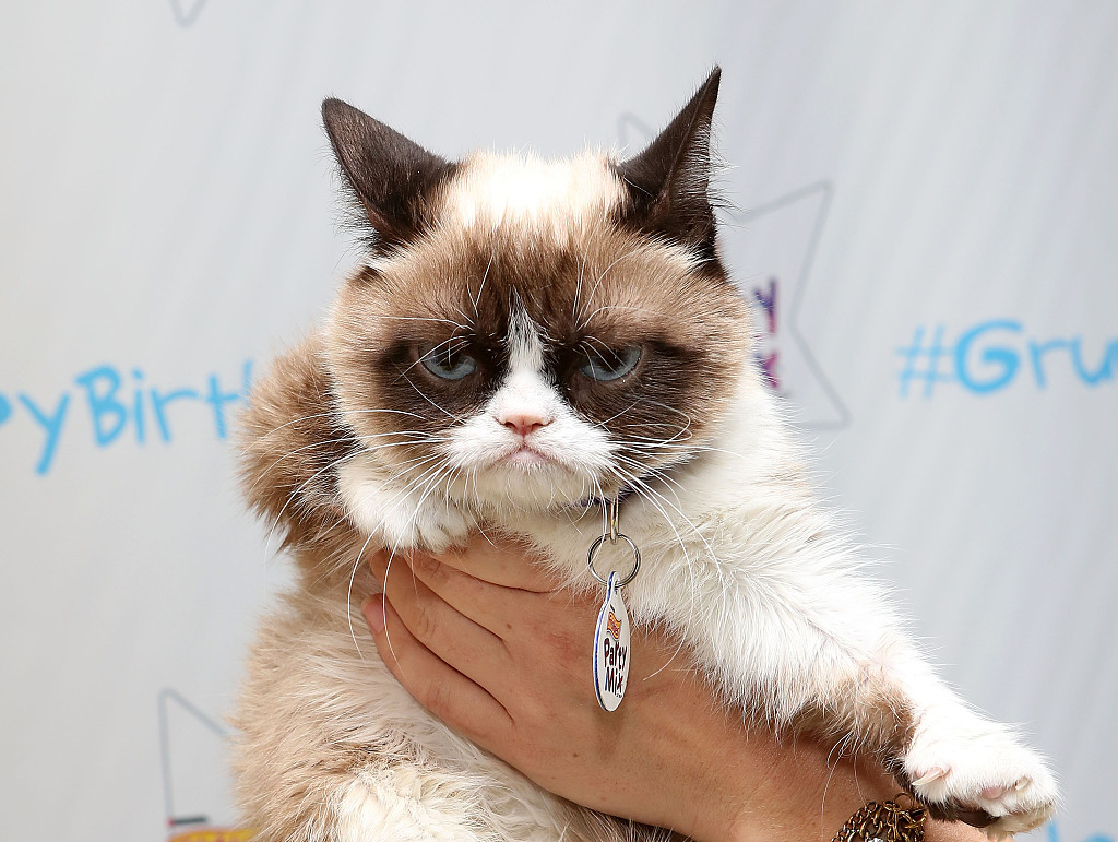 Grumpy Cat dies aged seven: 'Some days are grumpier than others', Internet