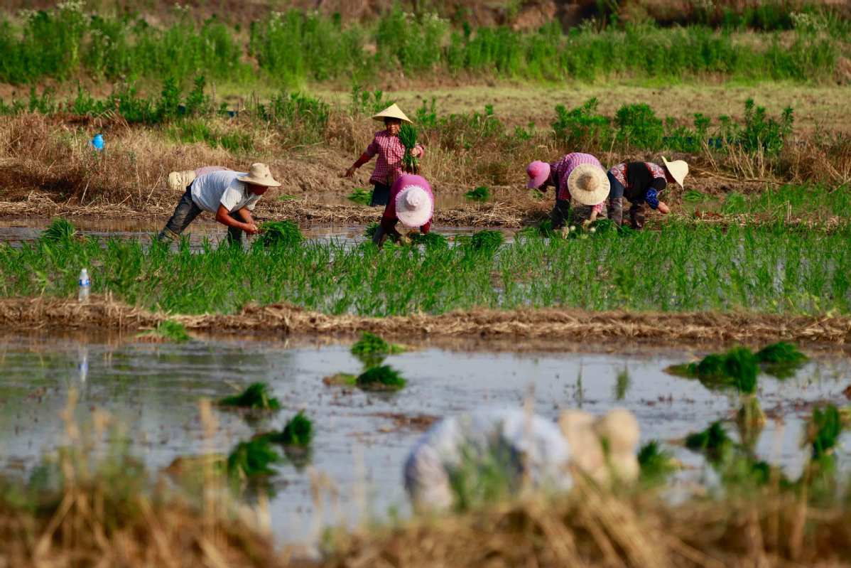 farmers-busy-growing-rice-in-anhui-chinadaily-cn