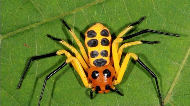 Three new species of mesothelean spiders discovered in China