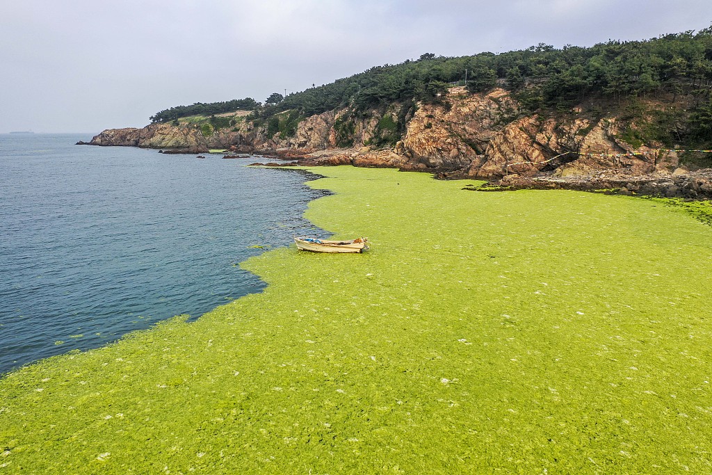 chinese beach covered in green algae