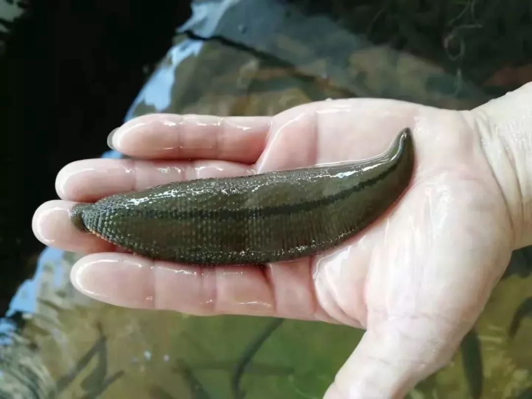 Leeches provide farmers with profit potential - Chinadaily.com.cn