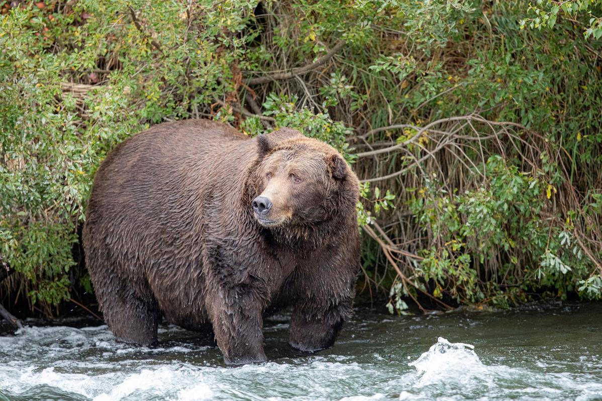 do grizzly bears hibernate in alaska