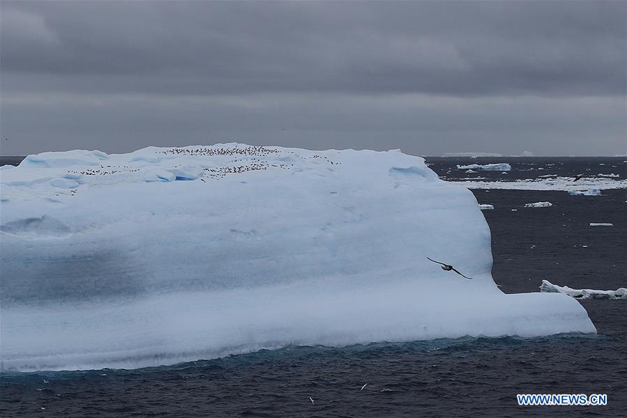 sea birds perch on   huge iceberg in the southern ocean on