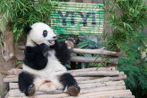 Giant Panda 'Yi Yi' celebrates second birthday in Malaysia -  