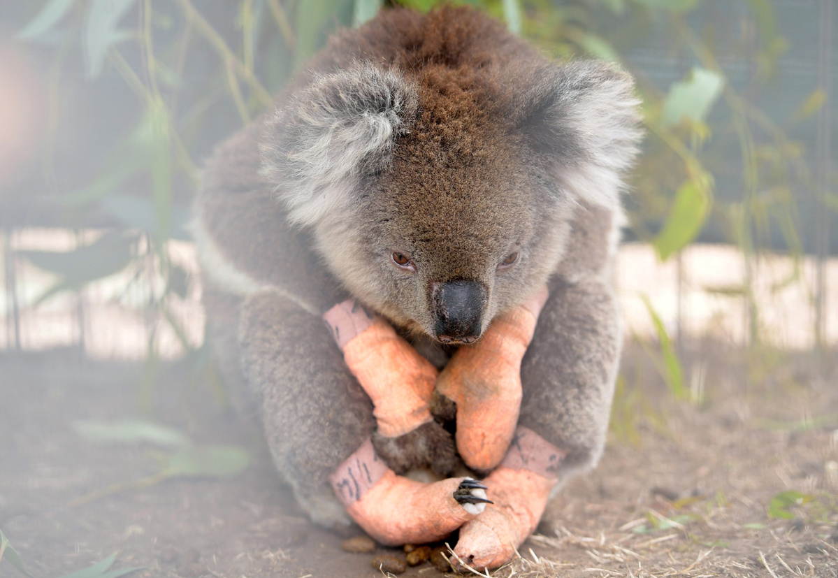 Animal welfare groups calls for koala population to be reclassified as