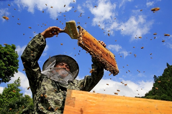 Beekeeper' Hackathon project sweetens cross-pollination of tech and  tradition - Stories