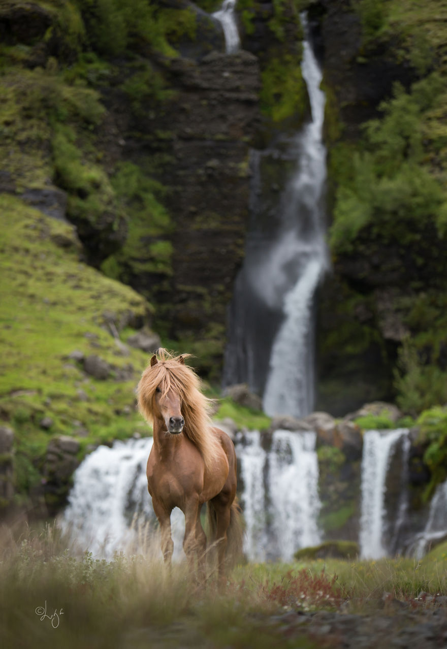 梦幻风景冰岛山水中的骏马