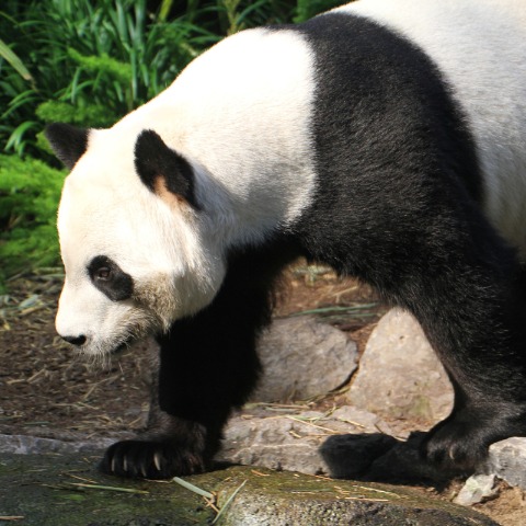 Canadian Animal Porn - Canadian zoo sending back pandas due to supply strain - World -  Chinadaily.com.cn