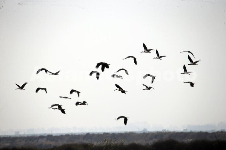 More black storks prove success of green policies