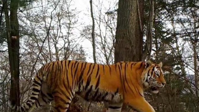 Sightings of Siberian tigers increase in Northeast China national park -  Global Times