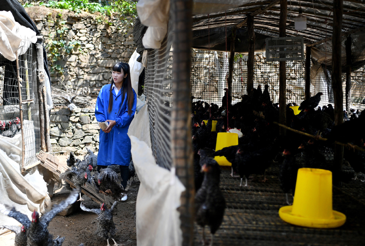Online Influencer Launches Chicken Farming in Shaanxi