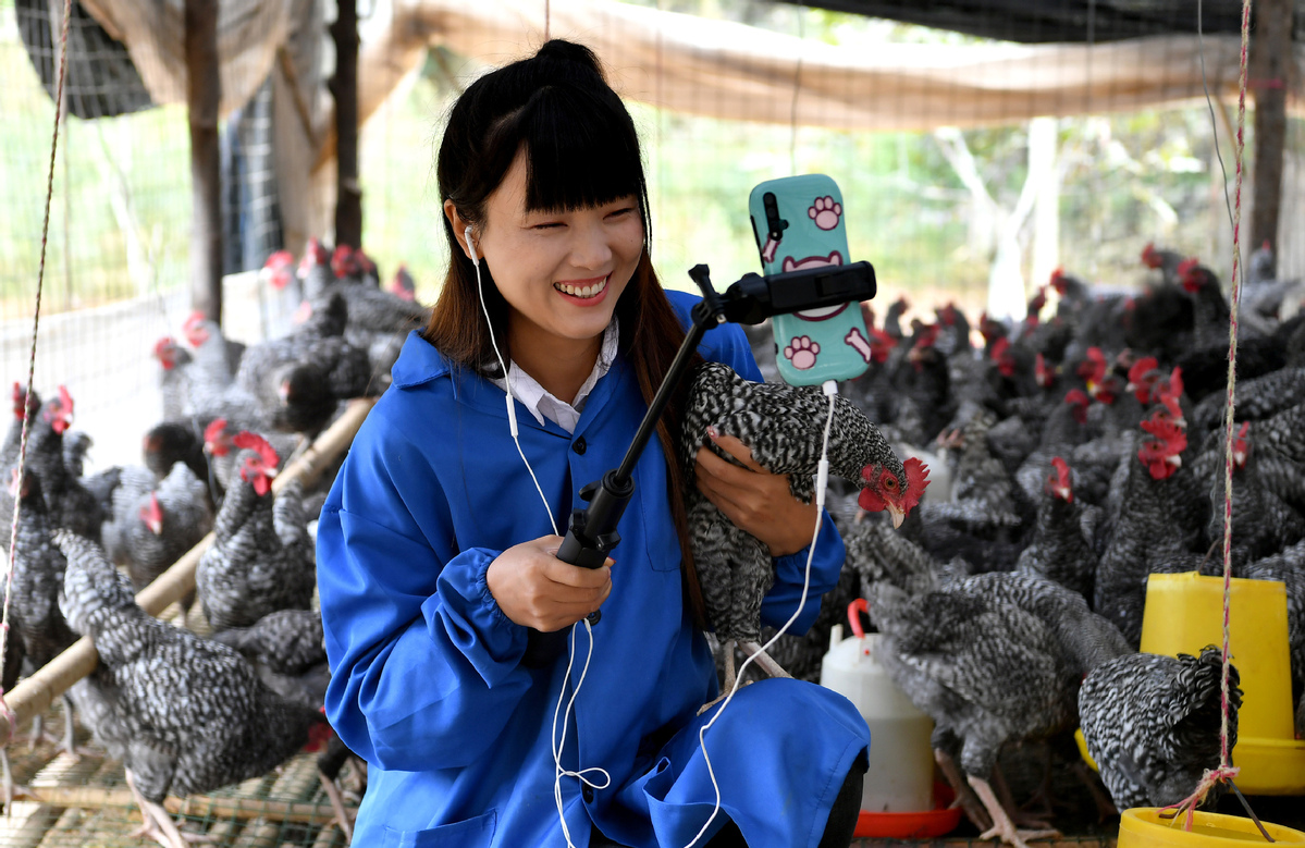Online Influencer Launches Chicken Farming in Shaanxi