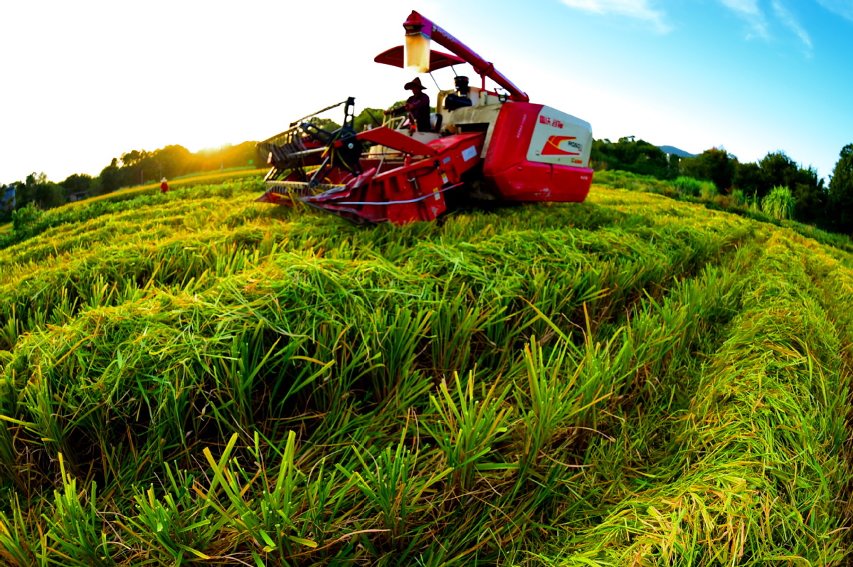 Abundant cereal supply' ensures bumper harvest - Chinadaily.com.cn