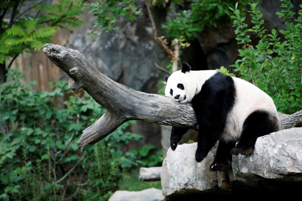 Zoos should always bear in mind pandas are an endangered species -  
