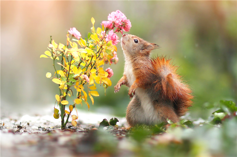 Want some flowers? Cute animal pics for Women's Day 