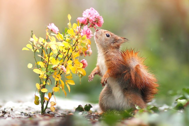 Want some flowers? Cute animal pics for Women's Day 