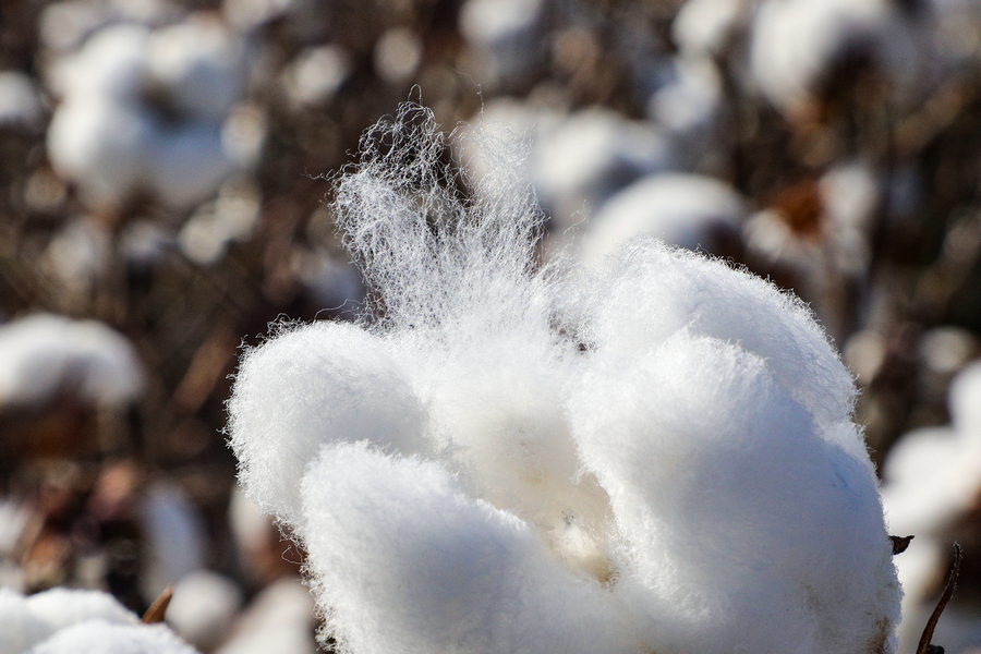 softtouchofcottonfromxinjiang