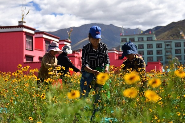 Training boosts job skills for Tibetan herders