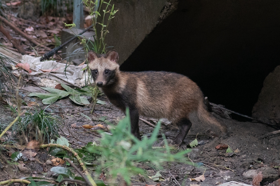 Wild animals thrive as environment improves - Chinadaily.com.cn