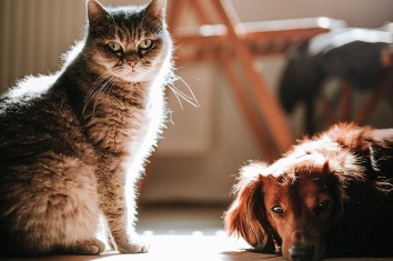 Quora精选：猫与狗有哪些区别？