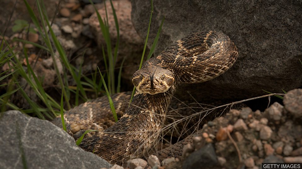 The sound of rattlesnakes 响尾蛇为迷惑接近者切换响动频率