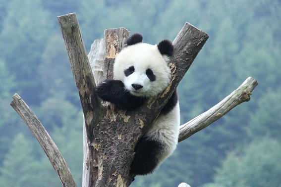 Pandas live a cozy life in Sichuan Wolong 