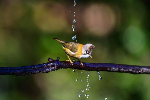 Birds help fortunes of villagers take flight