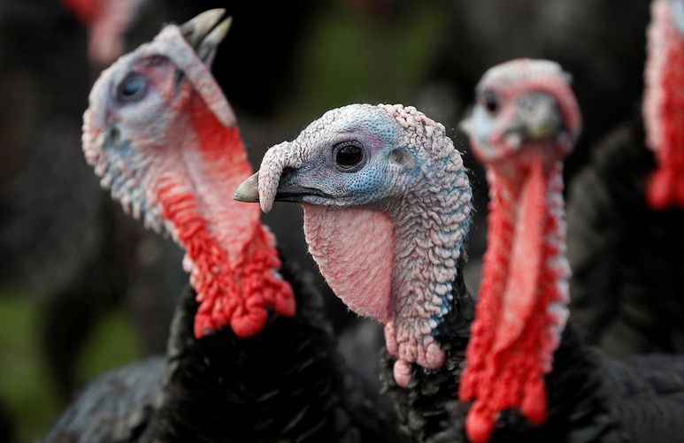 英国二氧化碳供应短缺 圣诞节将可能吃不到火鸡