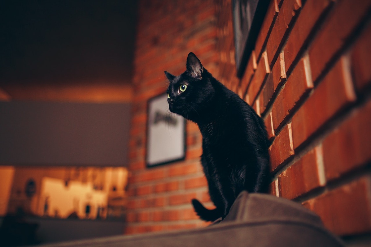 黑猫猫OvO 微博 小背心 Story Viewer - エロコスプレ