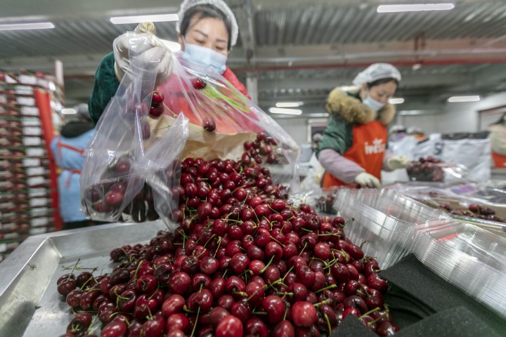 Chilean cherry farmers count on China's demand to bounce back from