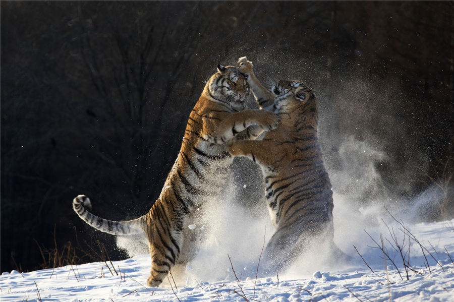 Photographs show strength and spirit of the Siberian Tiger -  