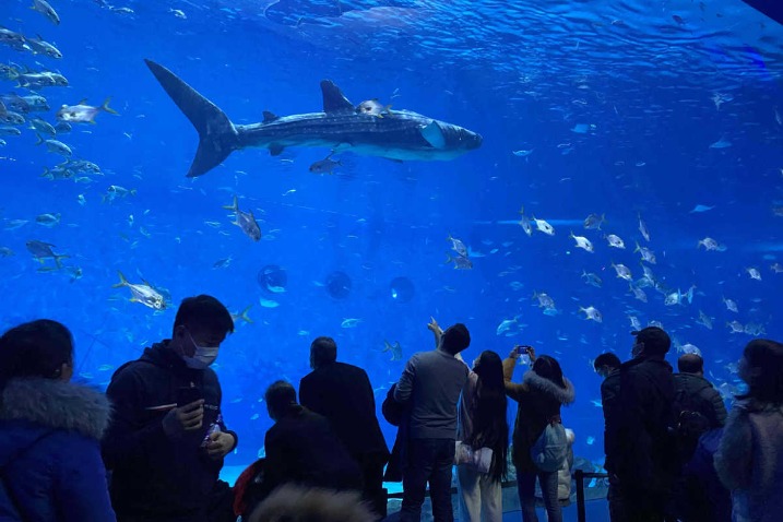 Baby Shark swims to Shanghai Haichang Ocean Park for 'Baby Shark Festival'  in China 