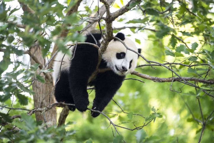 Pandas: China's secret soft-power weapon amid growing tensions