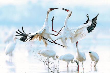 Siberian cranes find warm winter welcome in Jiangxi