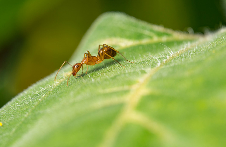科学家发现蚂蚁能嗅出癌症 比狗更胜一筹
